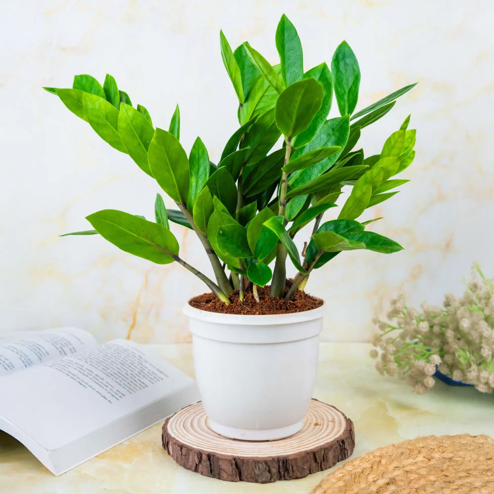 Buy ZZ or zamia online, Treevayu ZZ
