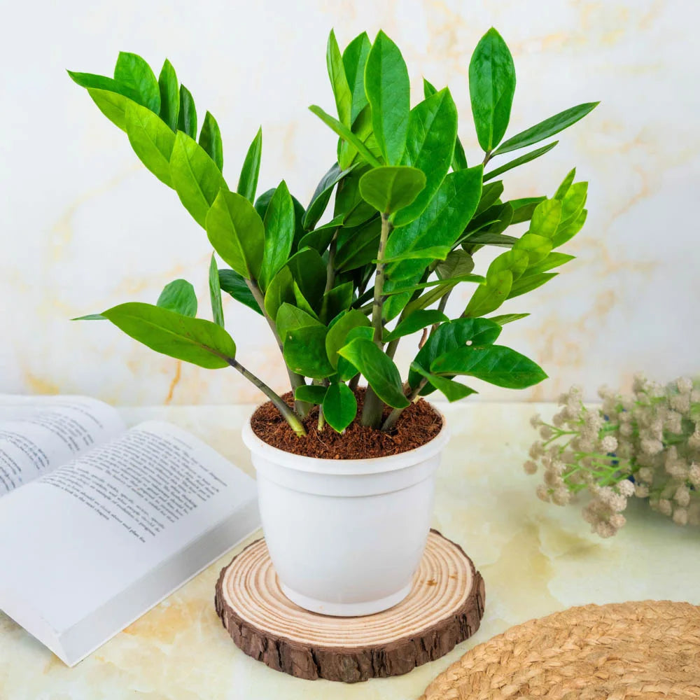 Buy ZZ or zamia online, Treevayu ZZ