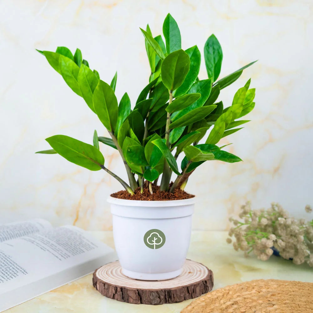 Buy ZZ or zamia online, Treevayu ZZ