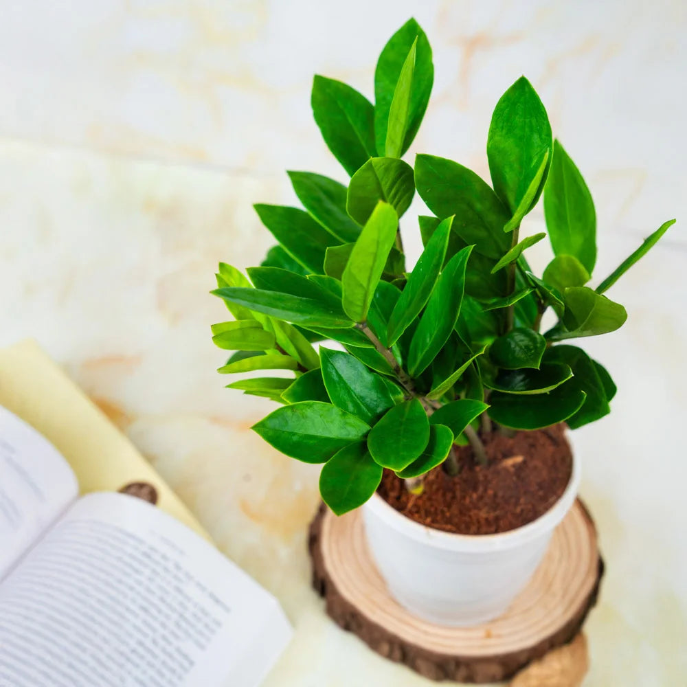 zz plant money tree Zamia Calculus – Treevayu