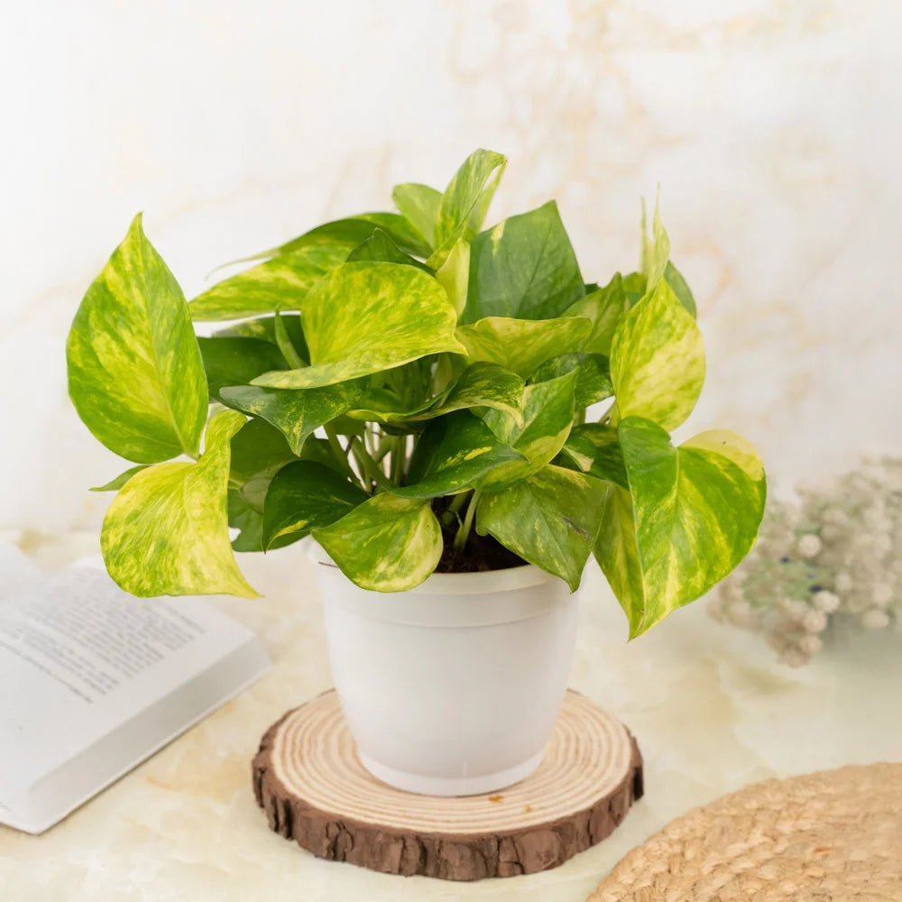 Buy Money Plant Golden King, Treevayu Money Plant GK