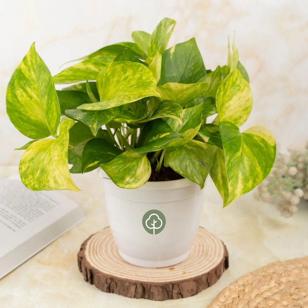 Buy Money Plant Golden King, Treevayu Money Plant GK