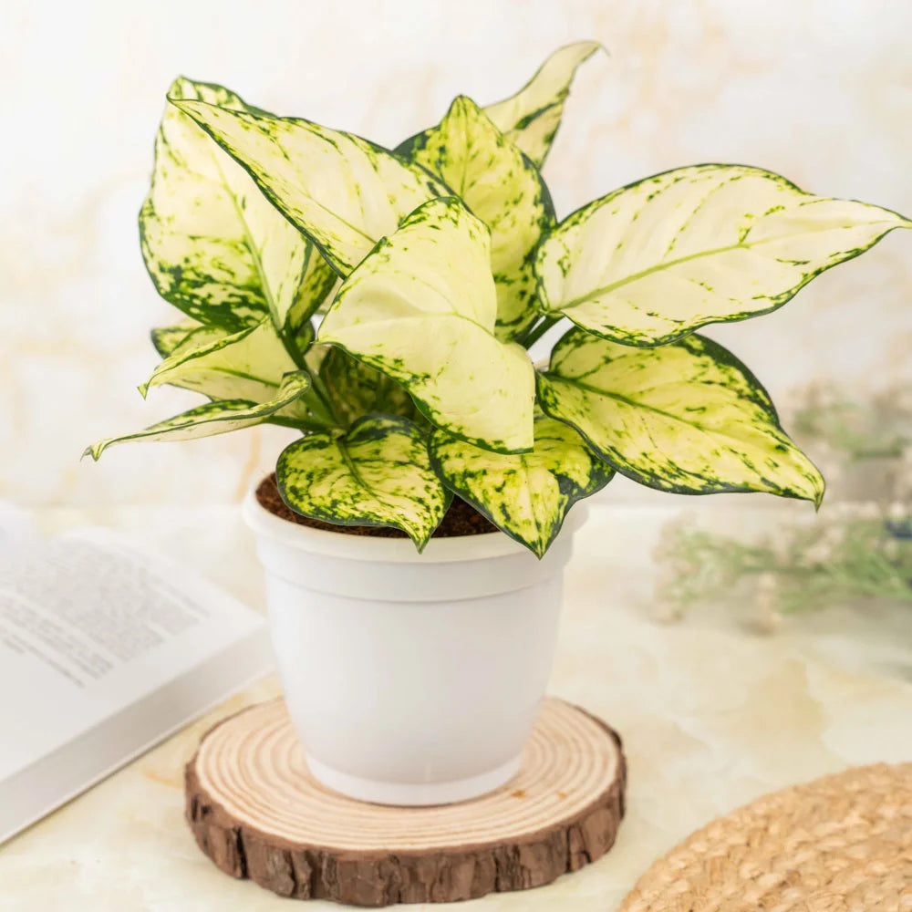aglaonema super white plant Aglaonema Superwhite – Treevayu