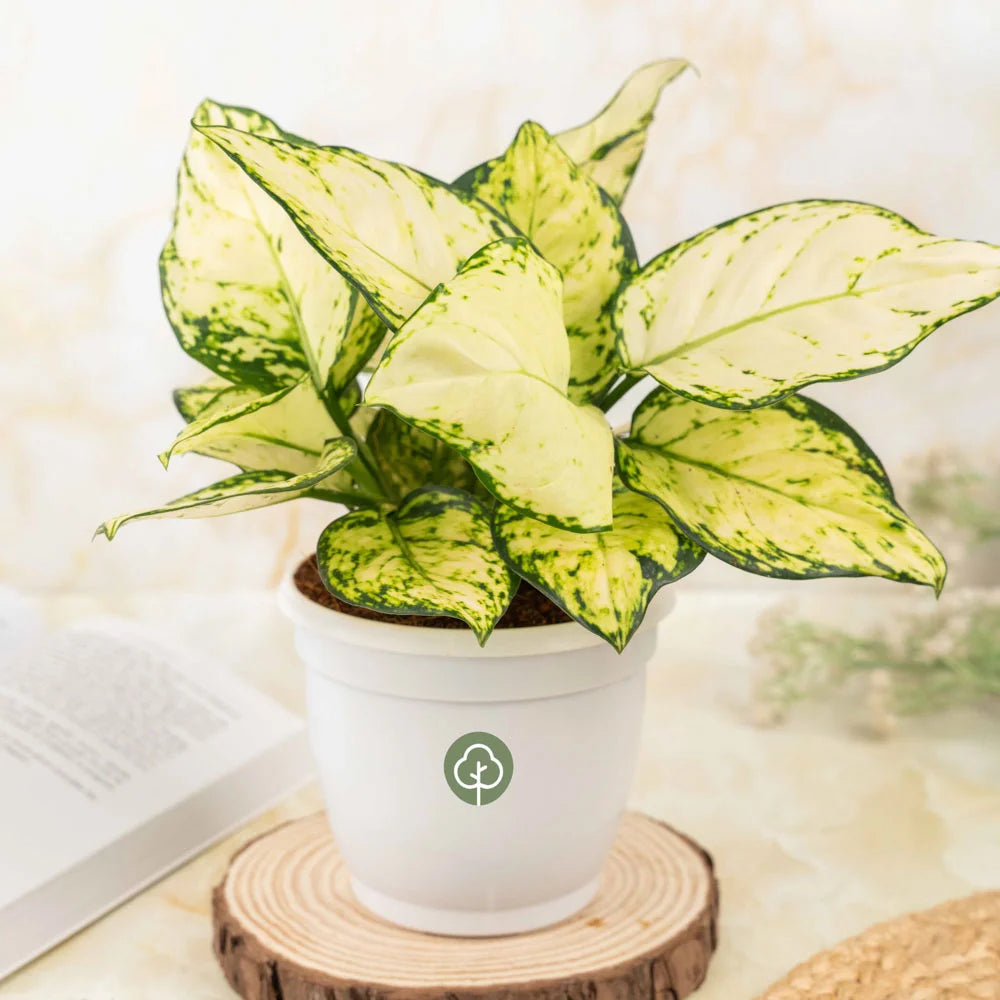 aglaonema anyamanee white Aglaonema Superwhite – Treevayu