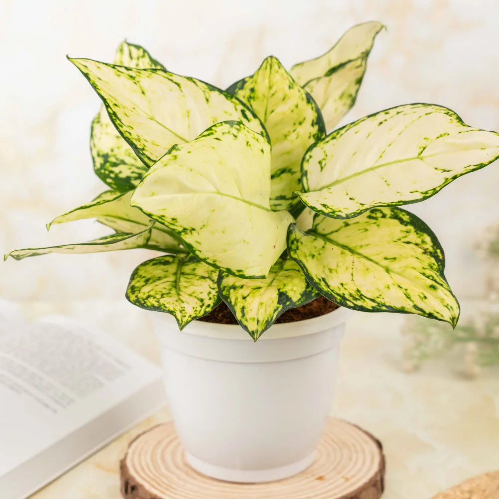 Aglaonema Superwhite