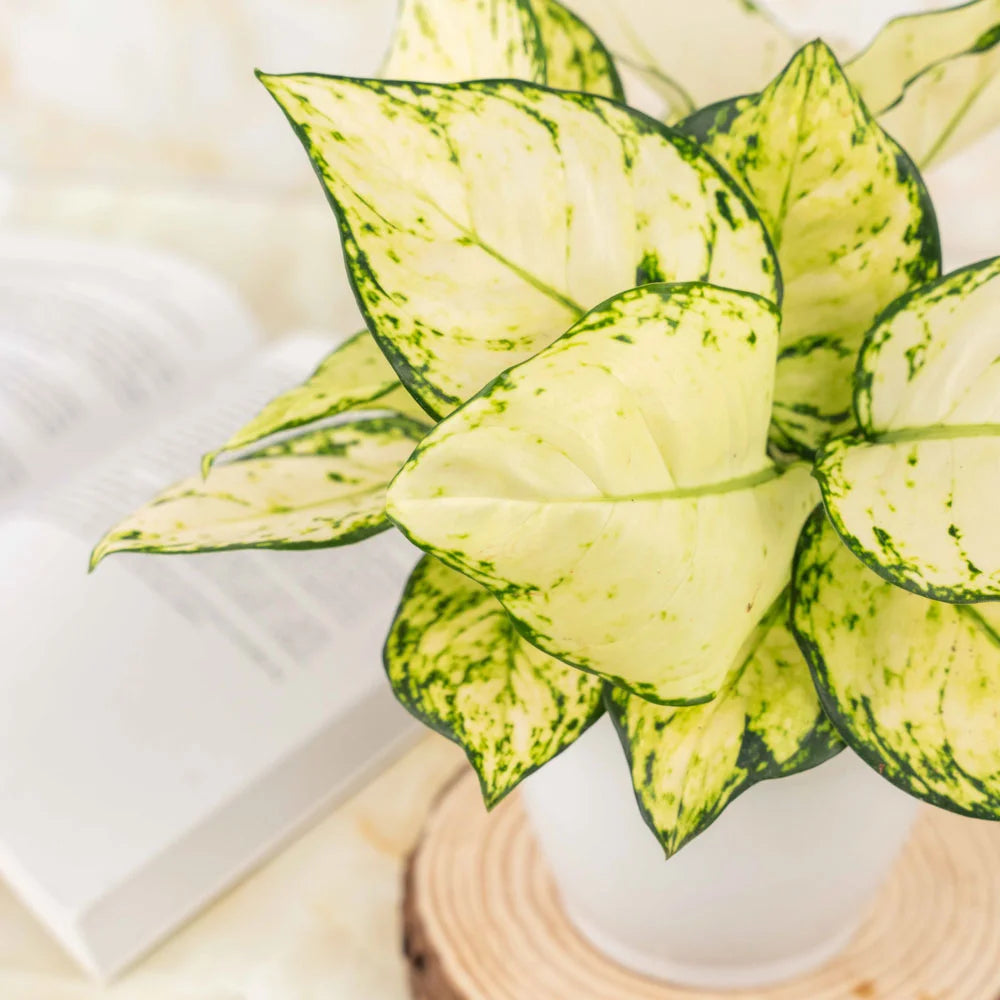 Aglaonema Superwhite