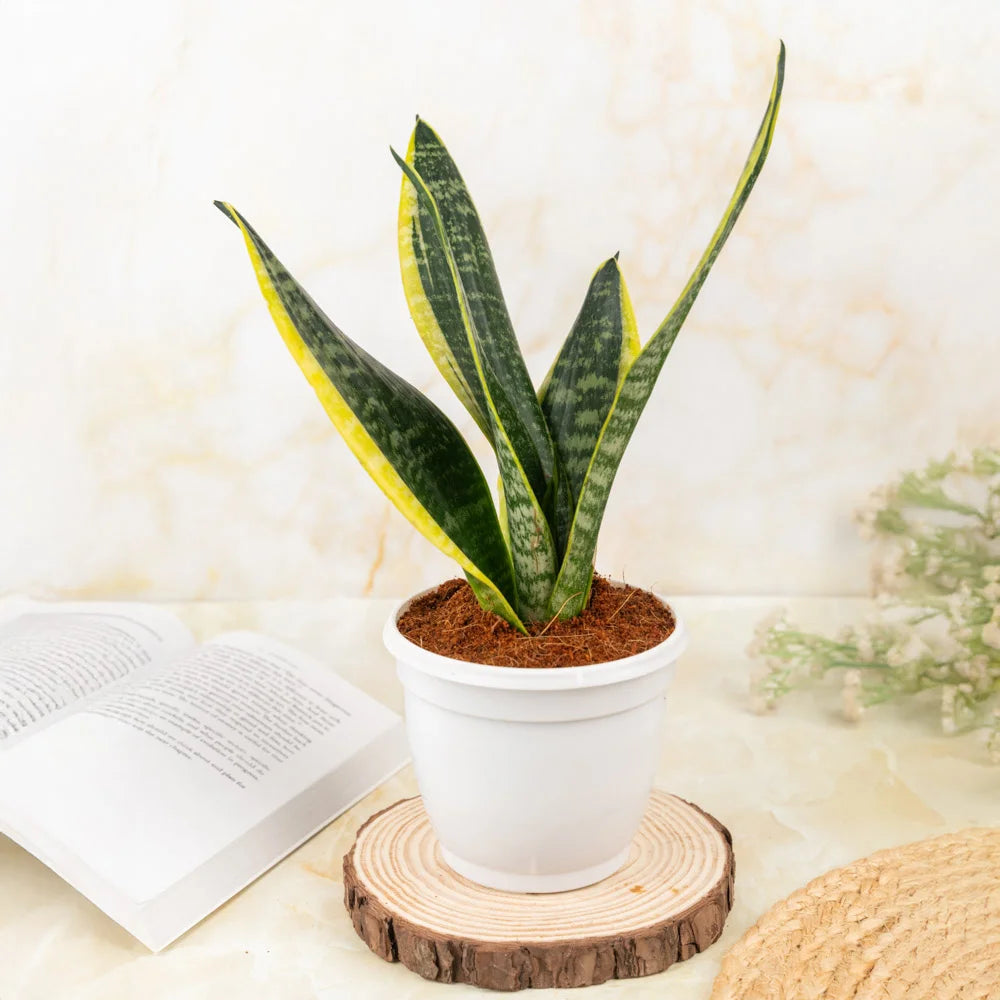 Buy sansevieria superba, Treevayu superba