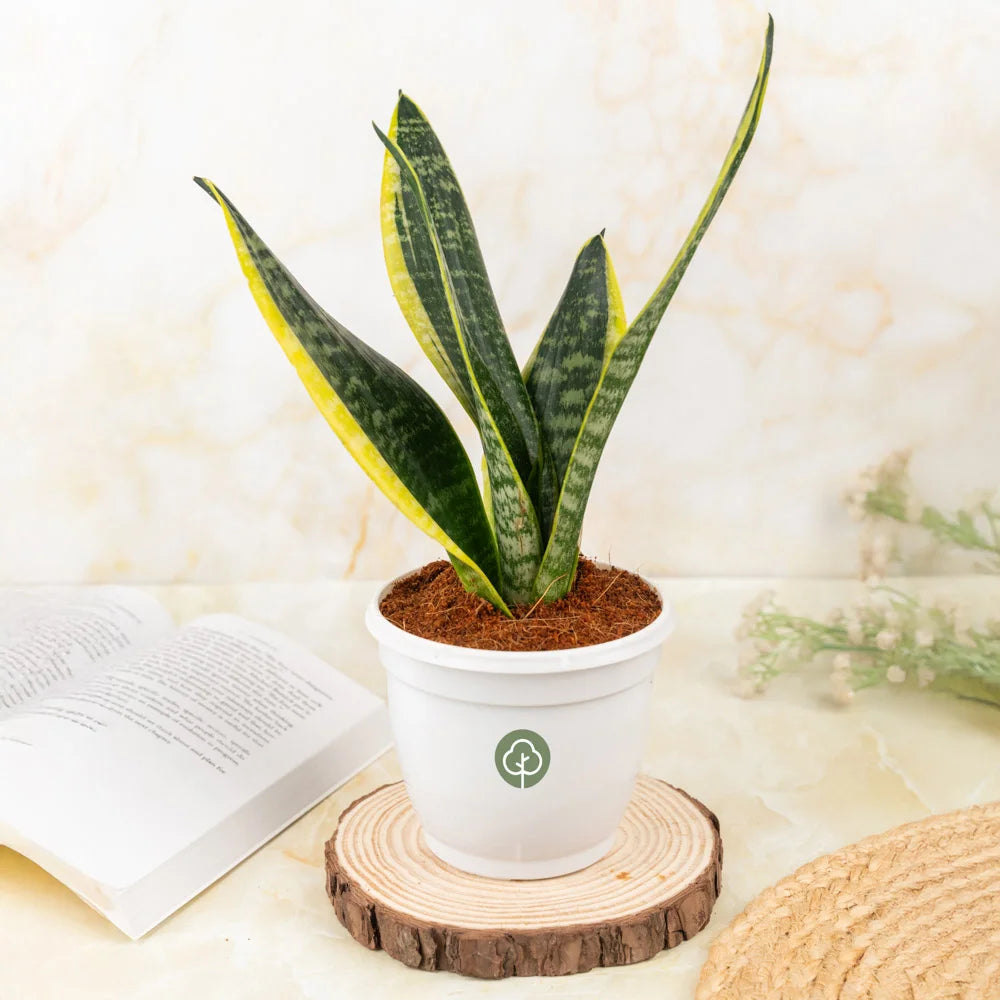 Buy sansevieria superba, Treevayu superba
