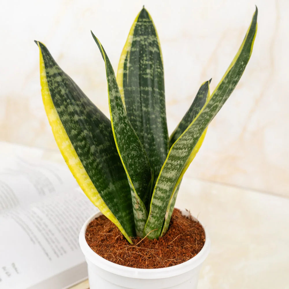 Buy sansevieria superba, Treevayu superba