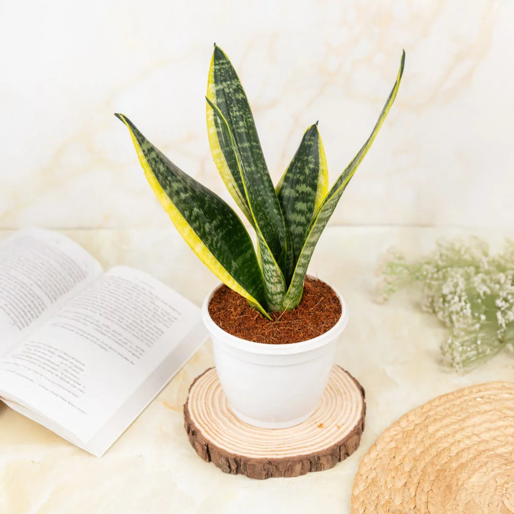 Buy sansevieria superba, Treevayu superba