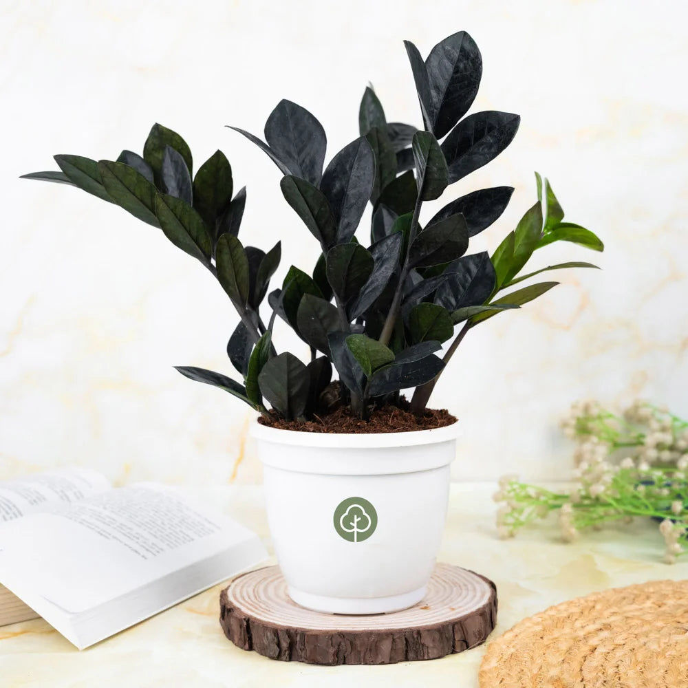 Buy Black ZZ or black zamia online, Treevayu Black ZZ