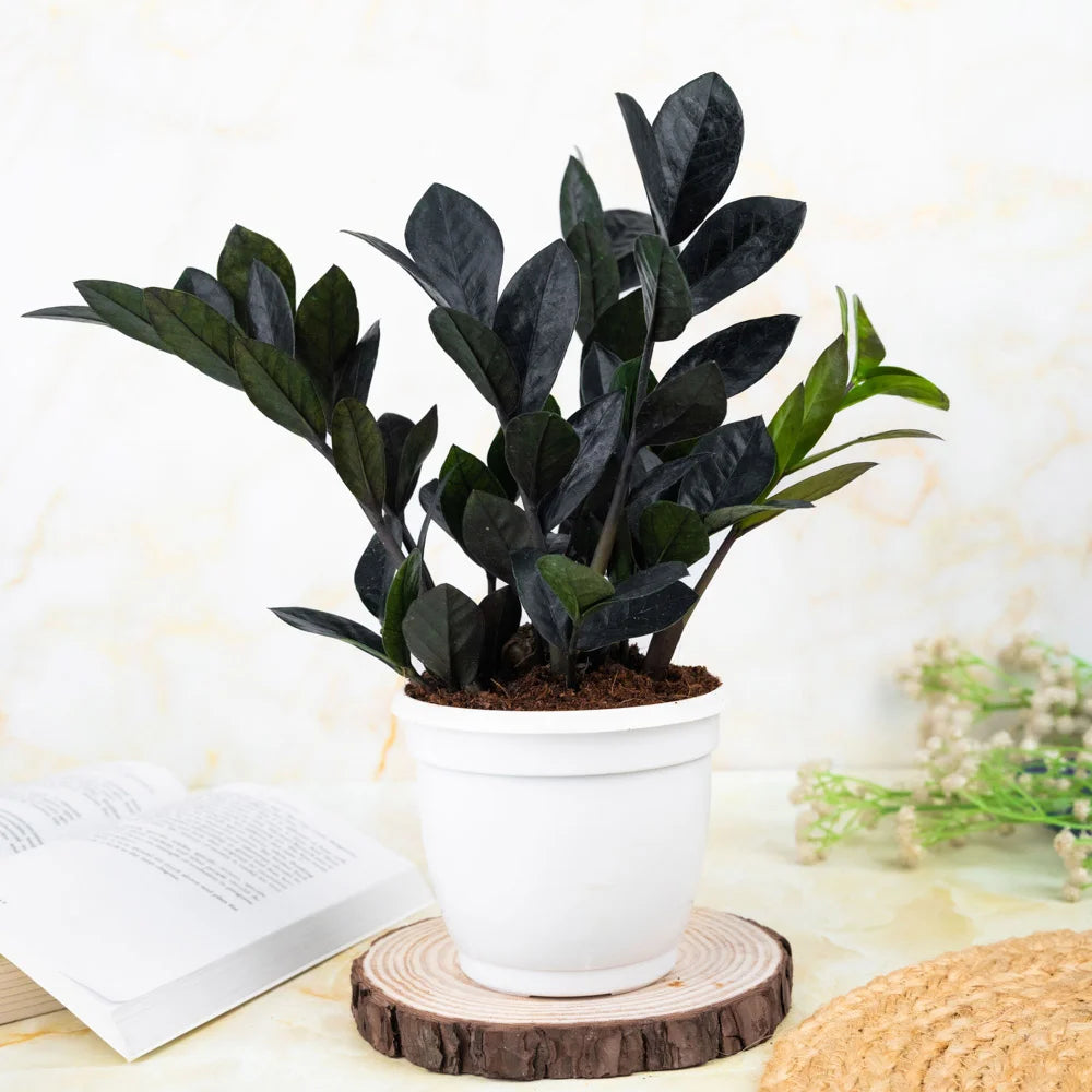 Buy Black ZZ or black zamia online, Treevayu Black ZZ