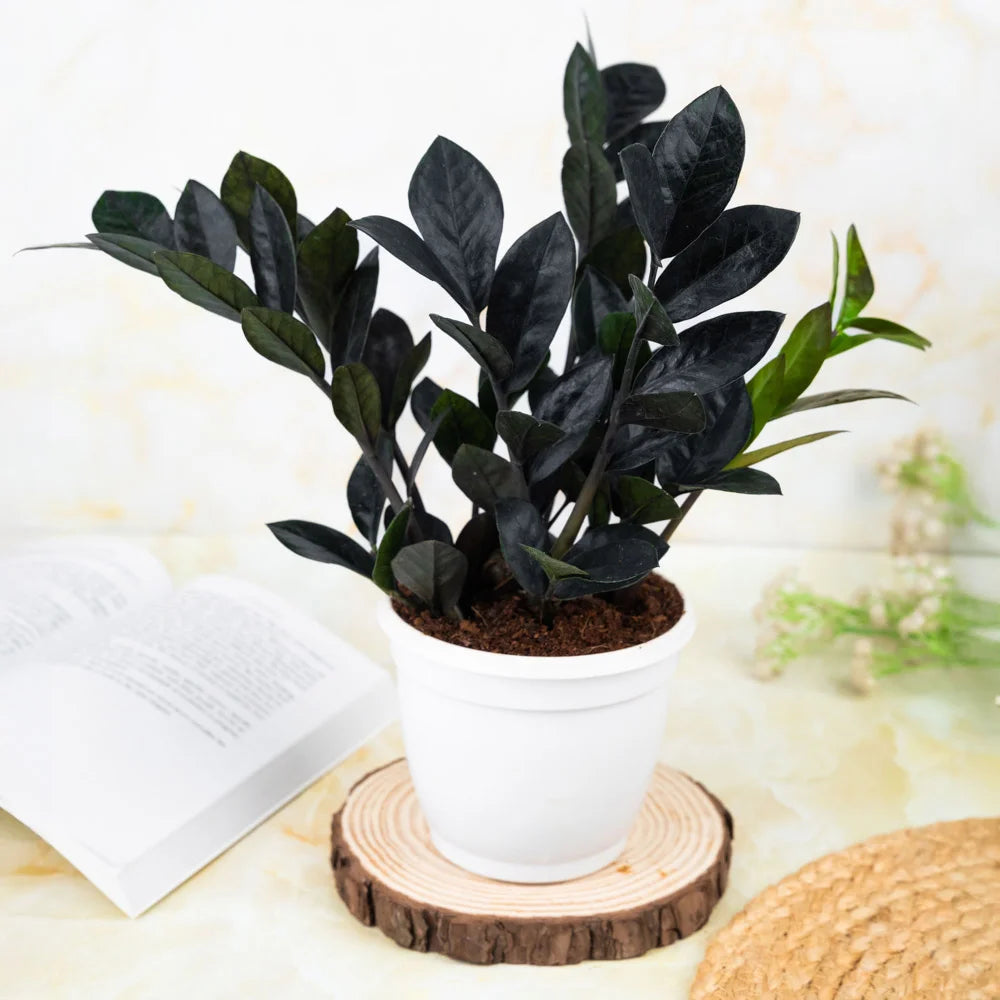 Buy Black ZZ or black zamia online, Treevayu Black ZZ