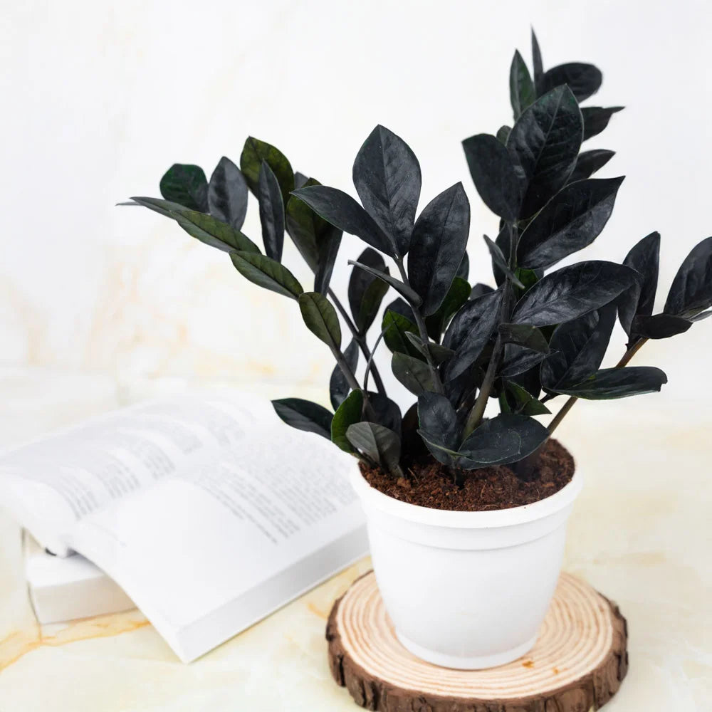 Black Zamia Calculus