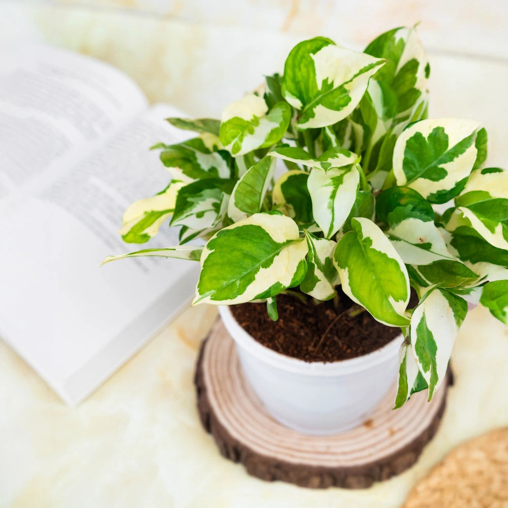 Buy Money Plant Njoy, Treevayu Money Plant Njoy