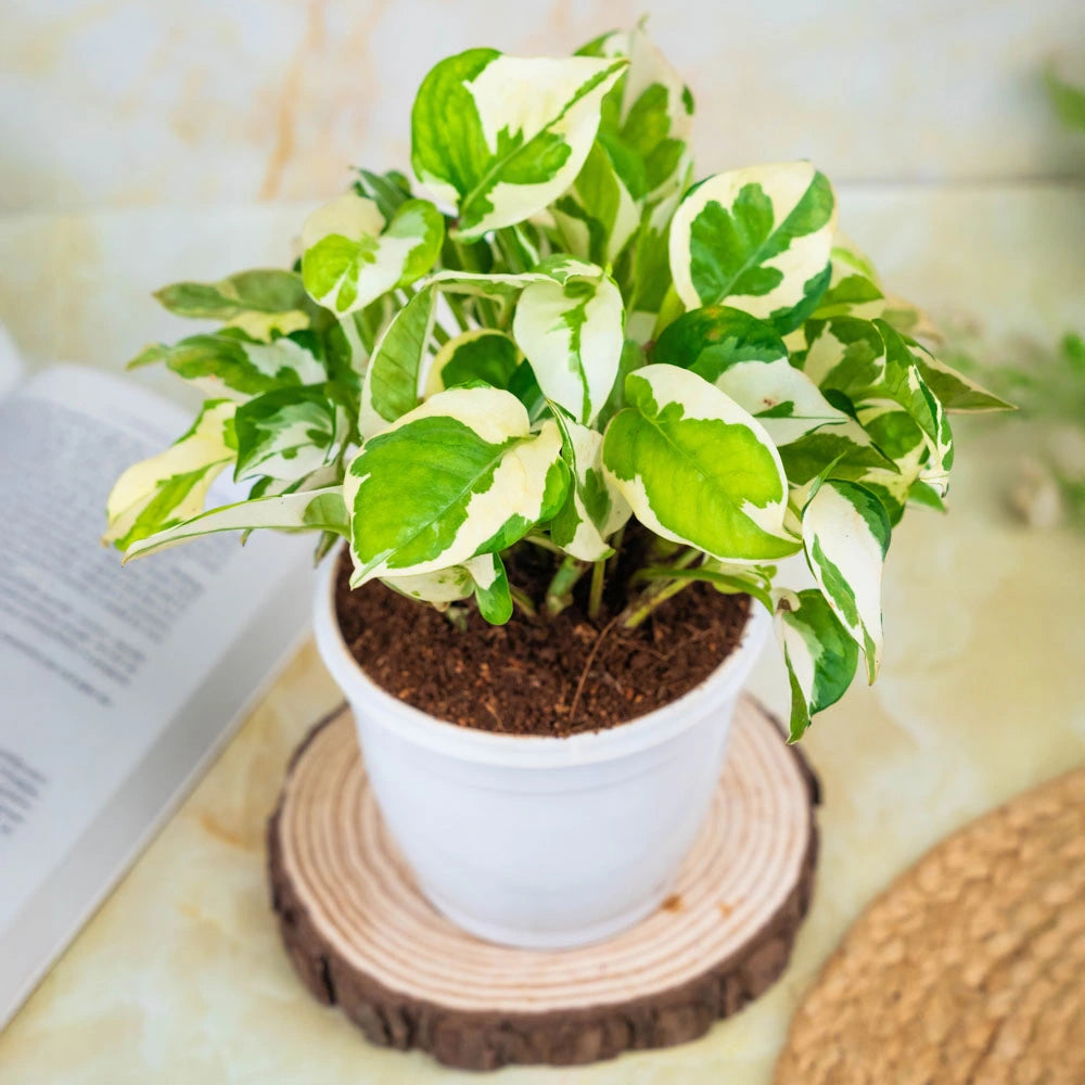 Money Plant Njoy