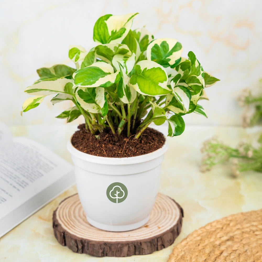 Buy Money Plant Njoy, Treevayu Money Plant Njoy