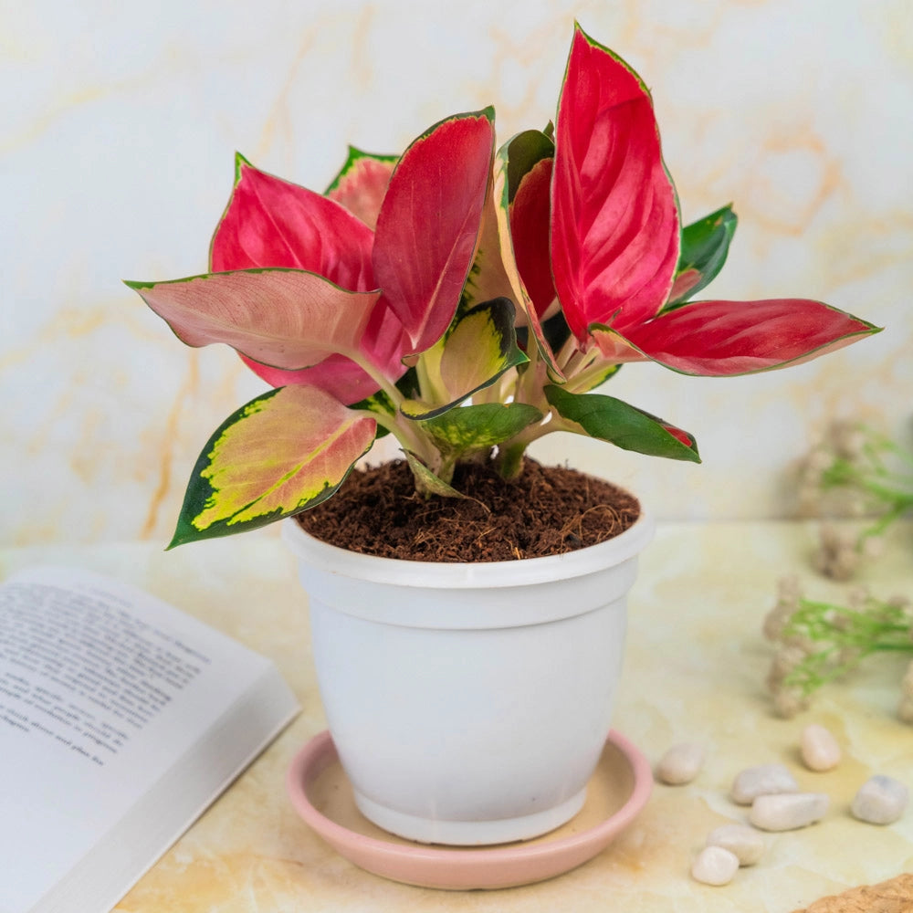 Aglaonema Red