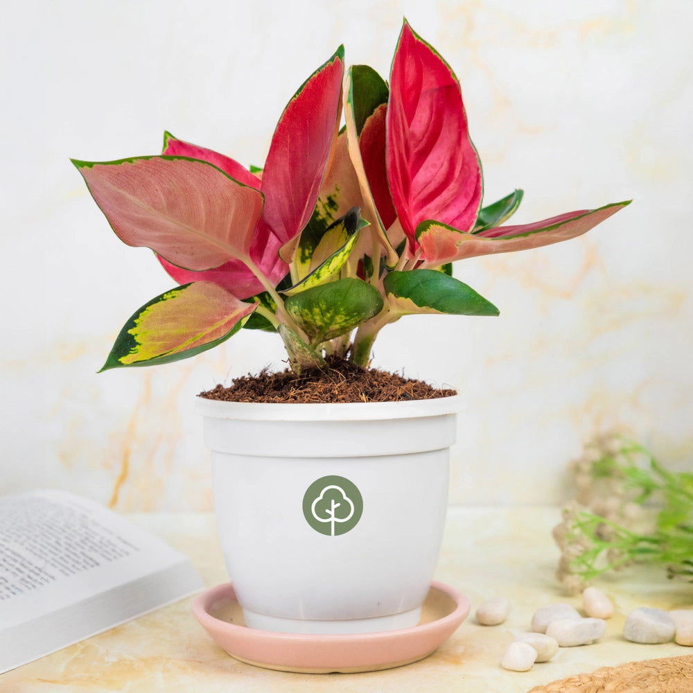 Aglaonema Red