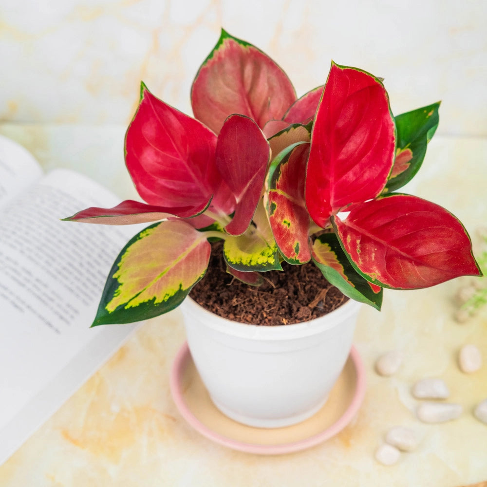 Aglaonema Red