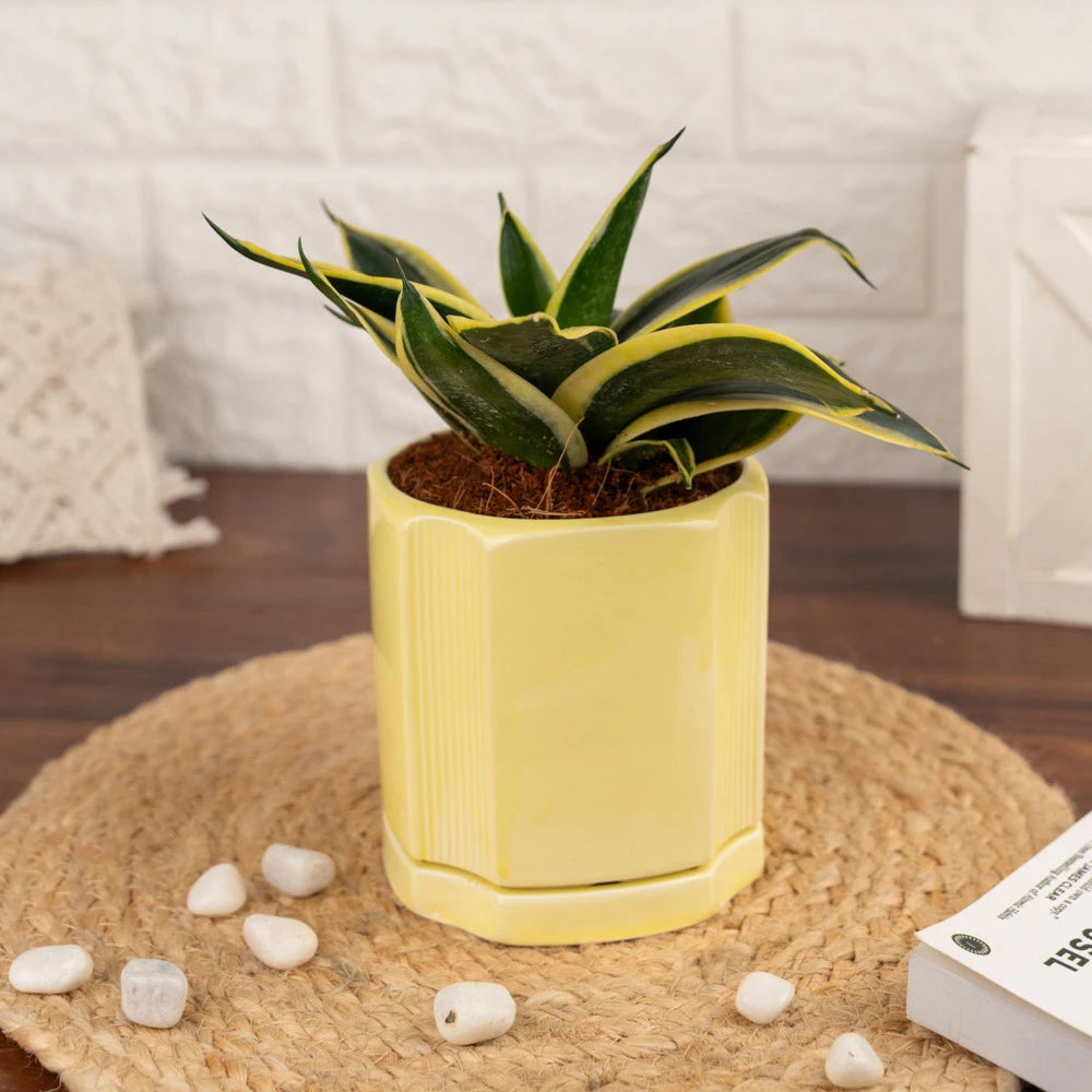 Buy Sansevieria Golden Hahnii, Treevayu Golden Hahnii plant