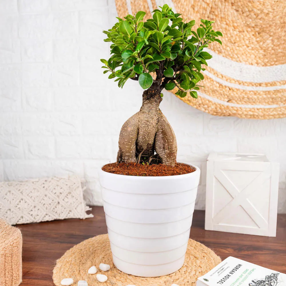 Ficus Bonsai