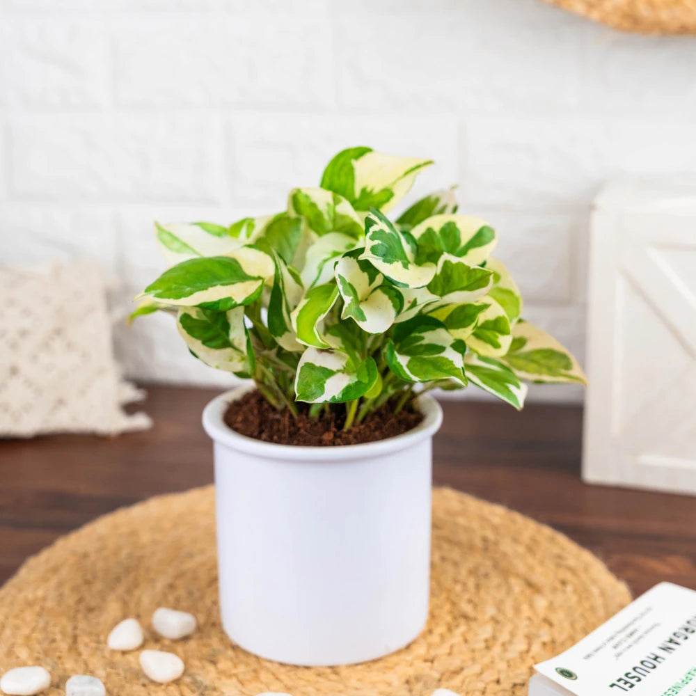 Buy Money Plant Njoy, Treevayu Money Plant Njoy