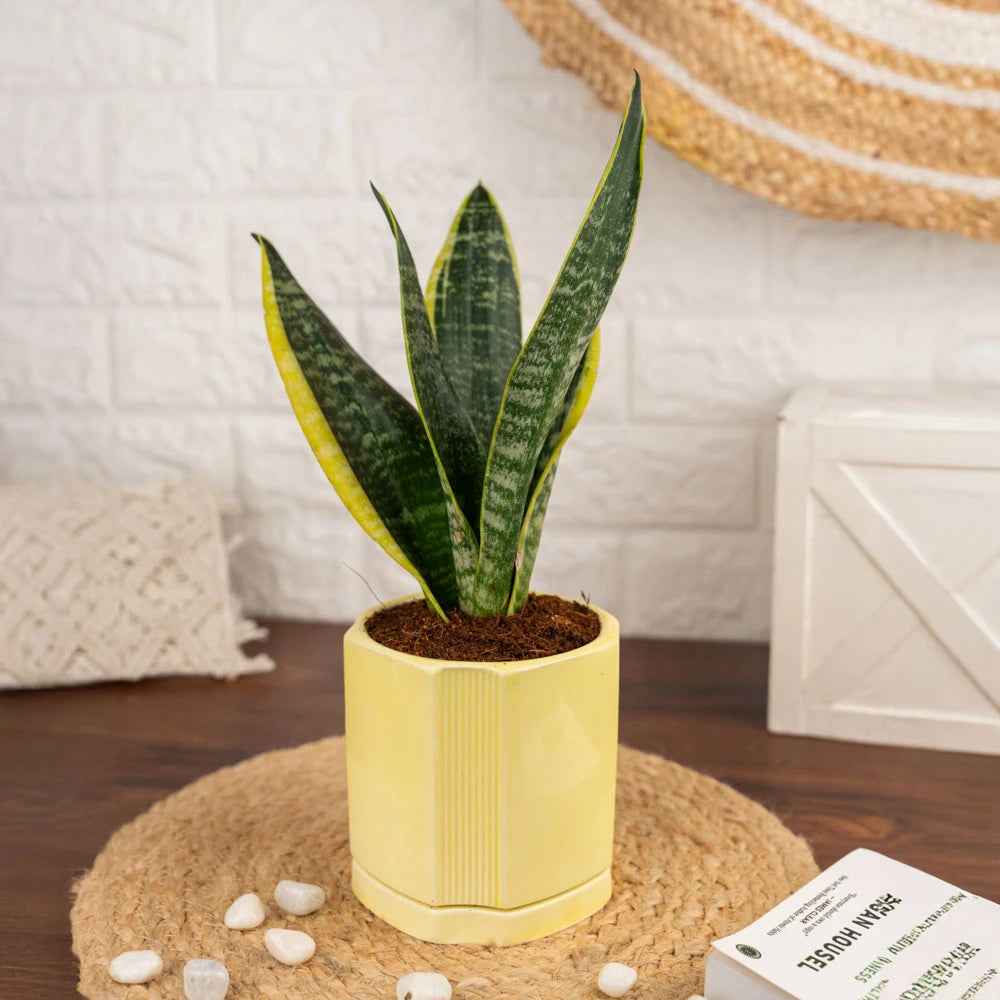 Buy sansevieria superba, Treevayu superba