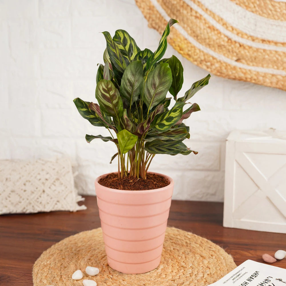 Buy Calathea, Treevayu Calathea