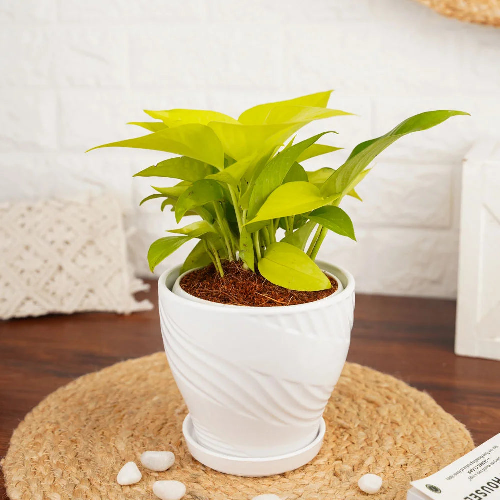  Buy Money Plant Neon, Treevayu Money Plant Neon