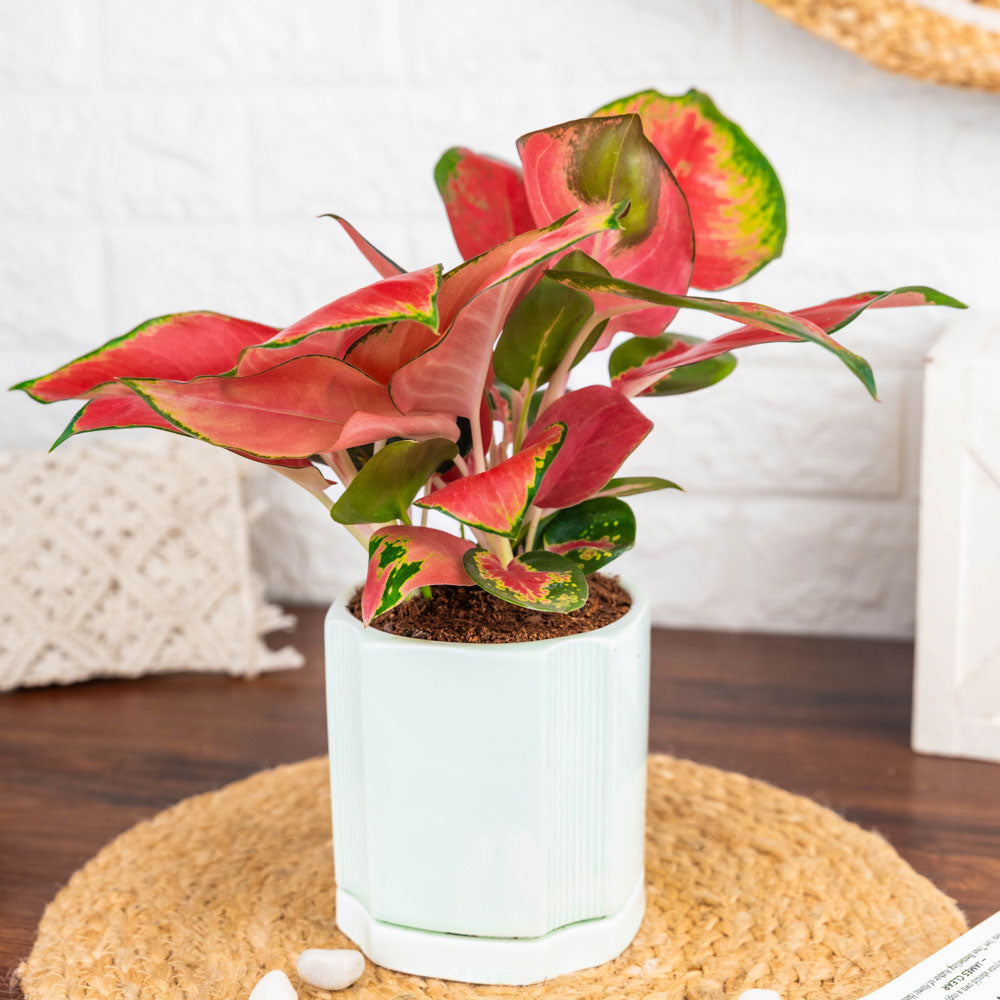 Aglaonema Red