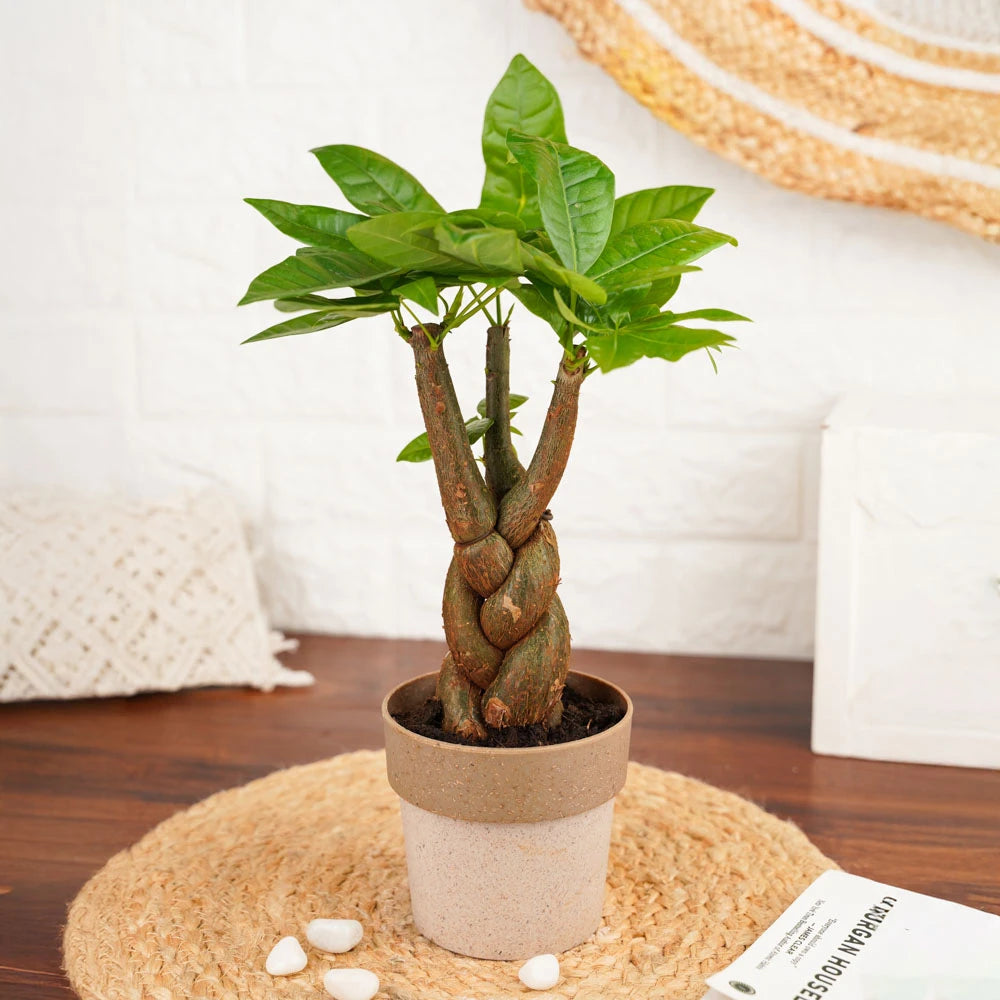 braided palm plant Braided Pachira – Treevayu