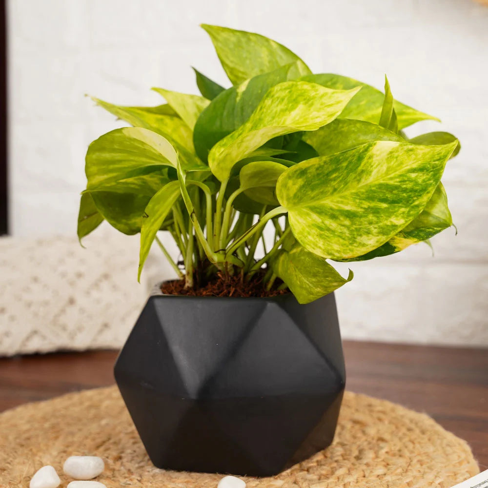 Buy Money Plant Golden King, Treevayu Money Plant GK