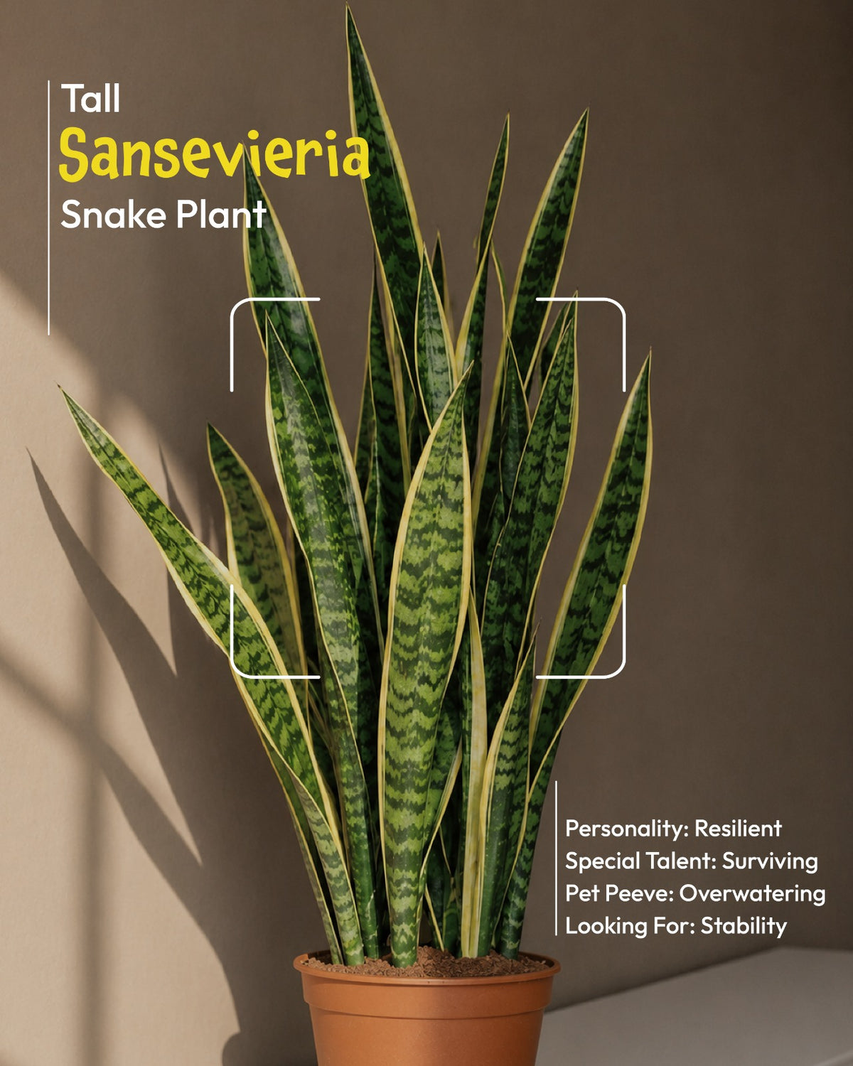 Sansevieria Laurentii