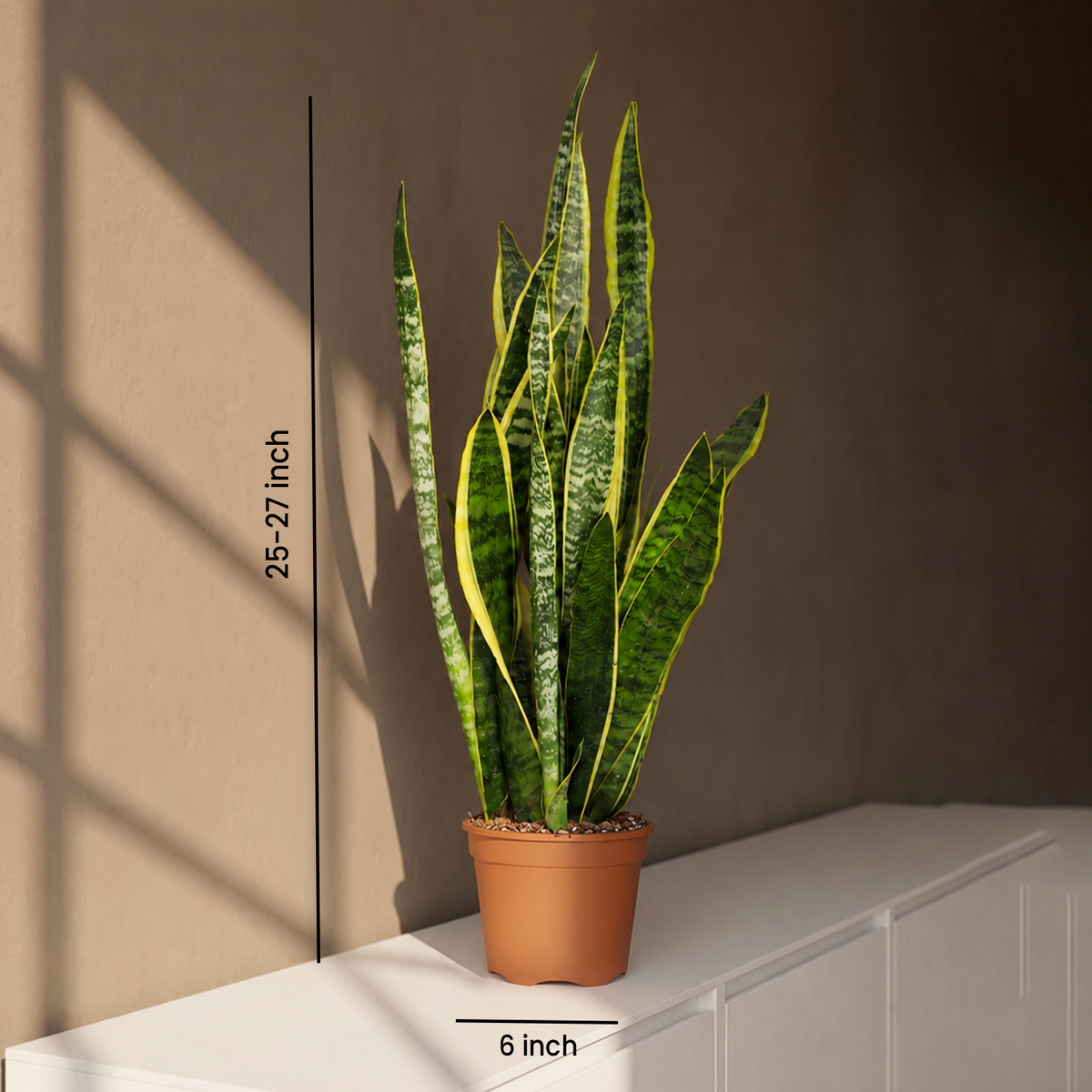 Sansevieria Laurentii