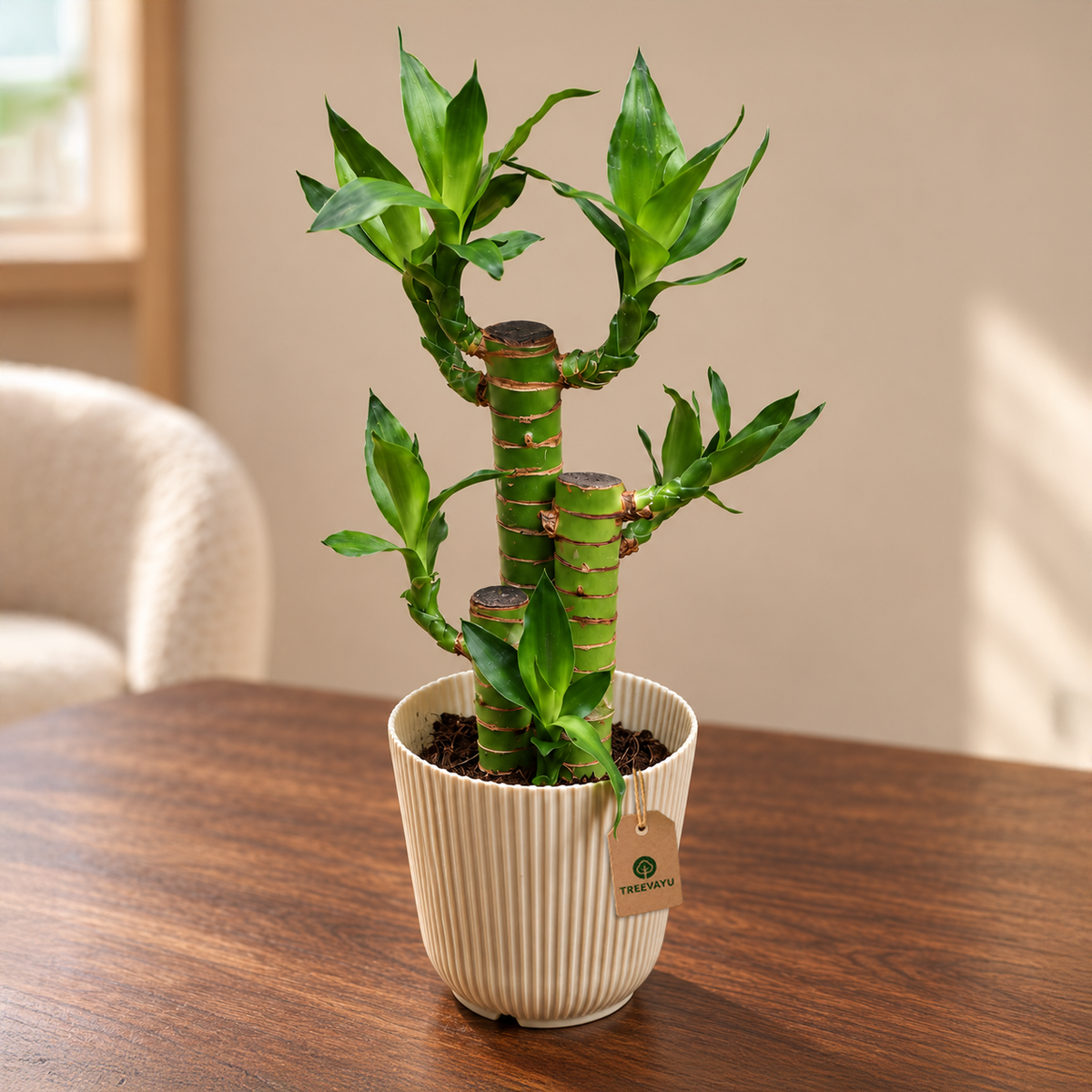Lotus lucky bamboo