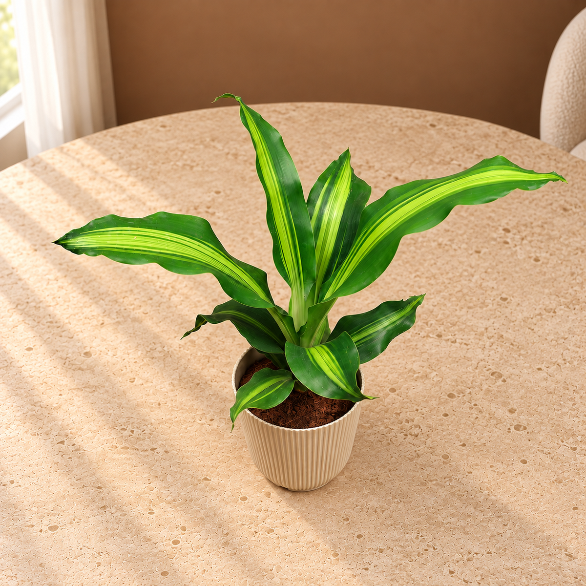 Dracaena fragrans plant